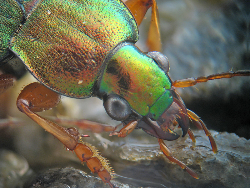 Chlaenius velutinus? No,  Chlaeniellus nitidulus